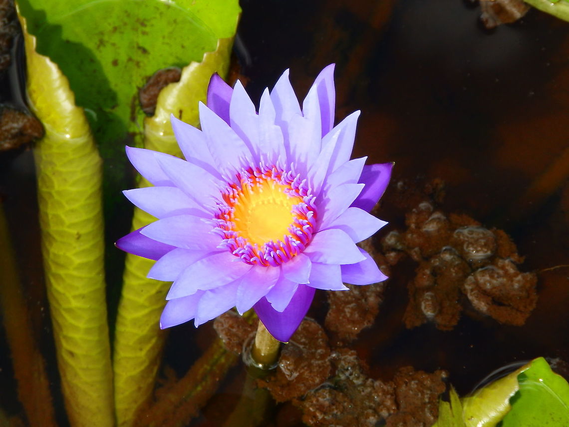 Nymphaea caerulea Garden ponds on Gardenia Country Inn, Tomohon, Sulawesi. Geotagged,Indonesia,Nymphaea caerulea,Spring