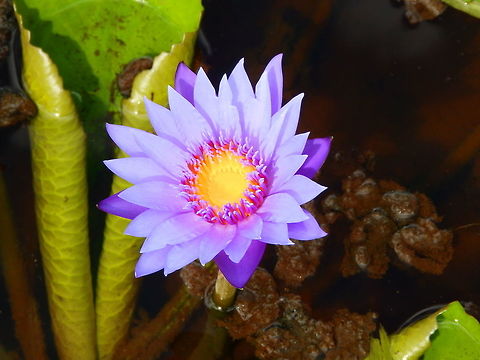 Nymphaea caerulea Garden ponds on Gardenia Country Inn, Tomohon, Sulawesi. Geotagged,Indonesia,Nymphaea caerulea,Spring