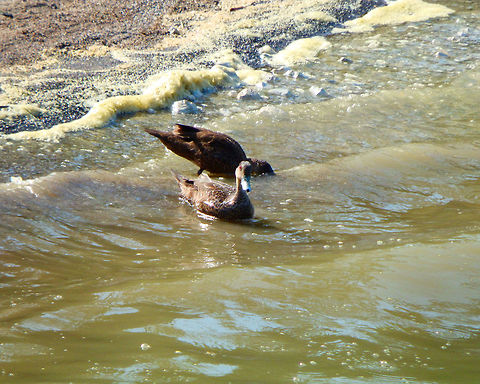 Sunda Teal (Bebek cokelat) - Anas gibberifrons This is part of a population of ducks living in the Lake Linow. This is a volcanic lake close to Tomohon. Quoting Wikipedia: The word "Linow" derives from the Minahasa word for "water gathering place".
It is amazing how these ducks are adapted to the waters of this lake which in fact have high amounts of sulfur and has several boiling points. Moreover, several hydrothermal vents spew hot gas from the edges and depths of the lake.  Anas gibberifrons,Geotagged,Indonesia,Spring,Sunda teal