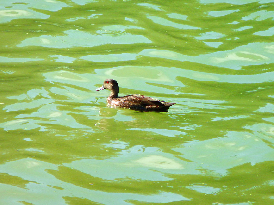Sunda Teal (Bebek cokelat) - Anas gibberifrons Another picture just to show their beautiful red eyes. Anas gibberifrons,Geotagged,Indonesia,Spring,Sunda teal