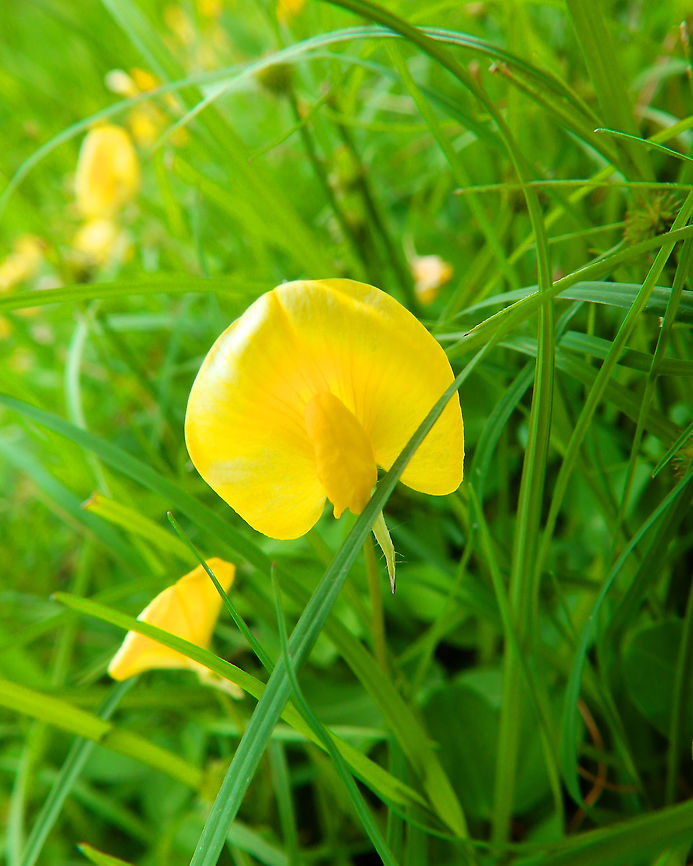Arachis pintoi The species is tentative. It was seen in the borders of Danau Linow.<br />
<br />
<a href="https://indonesianflora.wordpress.com/2019/02/14/arachis-pintoi/" rel="nofollow">https://indonesianflora.wordpress.com/2019/02/14/arachis-pintoi/</a> Arachis pintoi,Geotagged,Indonesia,Pinto Peanut,Spring