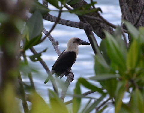 Great-billed kingfisher - Pelargopsis melanorhyncha Lembeh Island, Walenekoko Bay. Geotagged,Great-billed kingfisher,Indonesia,Pelargopsis melanorhyncha,Spring