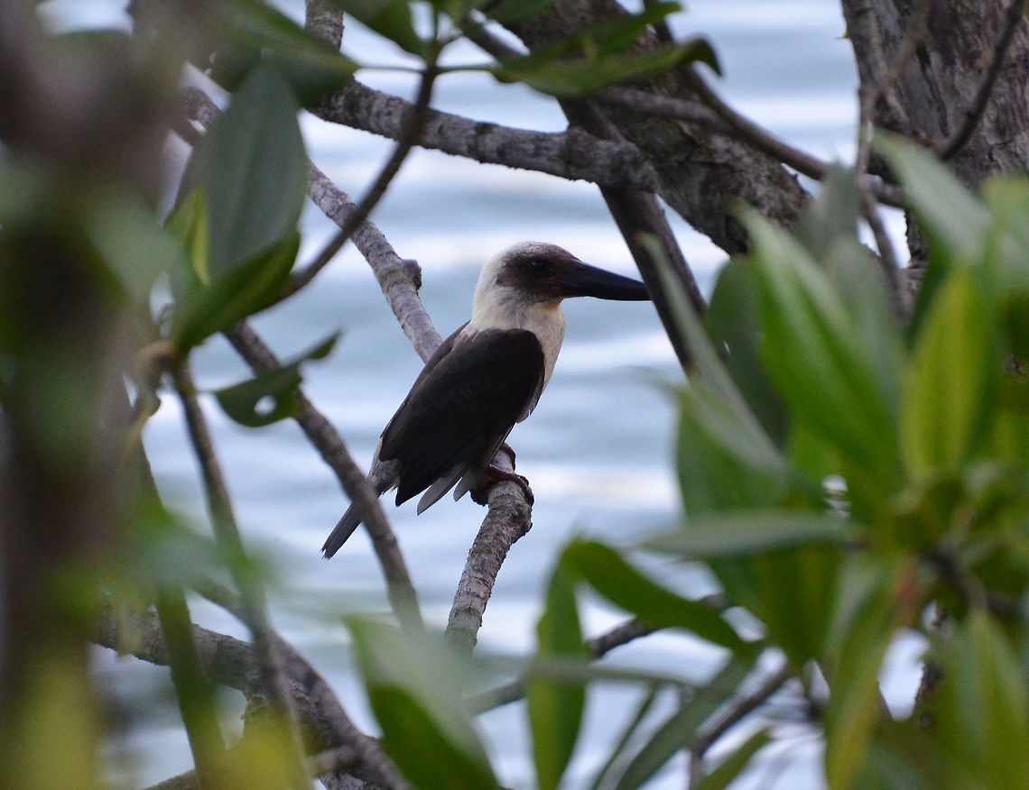 Great-billed kingfisher - Pelargopsis melanorhyncha Lembeh Island, Walenekoko Bay. Geotagged,Great-billed kingfisher,Indonesia,Pelargopsis melanorhyncha,Spring