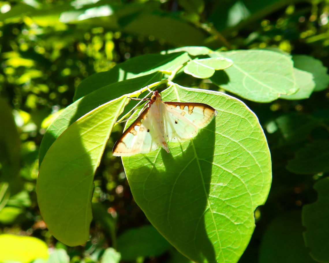 Palpita annulifer Seen in Lembeh island. People in the Facebook groups pointed me to Grass Moths, Leaf Roller Crambids;<br />
Crambidae, Spilomelinae. Geotagged,Indonesia,Palpita annulifer,Spring