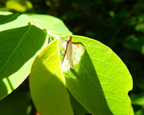 Grass Moth - Palpita annulifer  A lateral view of the same moth. Geotagged,Indonesia,Palpita annulifer,Papita annulifer,Spring