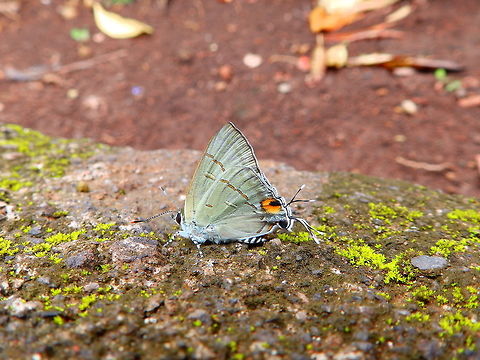 Hypolycaena erylus gamatius Lembeh Island. I will post a video later :-) Common tit,Geotagged,Hypolycaena erylus,Indonesia,Spring