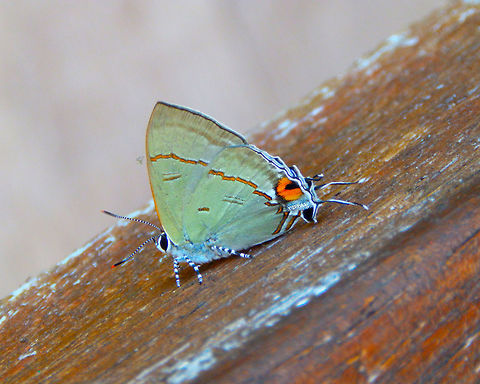 Common tit - Hypolycaena erylus gamatius Lembeh Island, another specimen.
With video:
https://youtu.be/72QIaFh1KL8 Common tit,Geotagged,Hypolycaena erylus,Indonesia,Spring