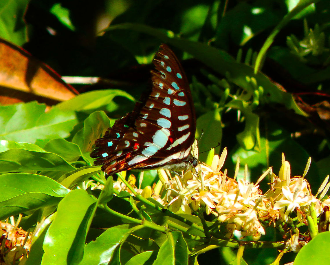 Meyer's Triangle - Graphium meyeri Lembeh island.<br />
It could also be Graphium eurypylus pamphylus, I am not sure. Geotagged,Graphium meyeri,Indonesia,Spring