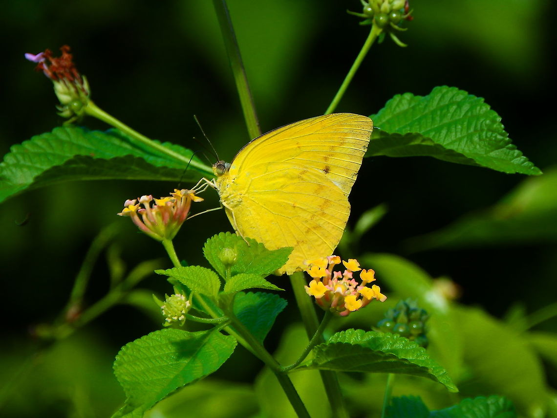 Orange migrant - Catopsilia scylla Seen in Lembeh Island. Catopsilia scylla,Geotagged,Indonesia,Orange migrant,Spring