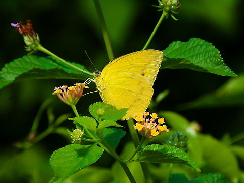 Orange migrant - Catopsilia scylla Seen in Lembeh Island. Catopsilia scylla,Geotagged,Indonesia,Orange migrant,Spring