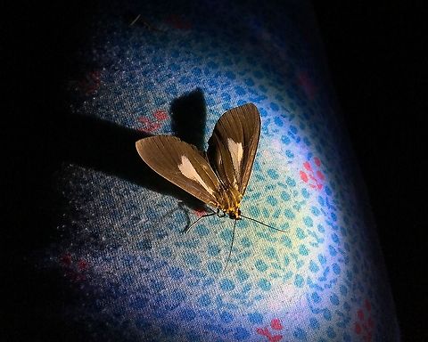 Asota heliconia lanceolata It is a subsp. found in Sulawesi. I found it one night in Lembeh Island. Asota heliconia,Geotagged,Indonesia,Spring