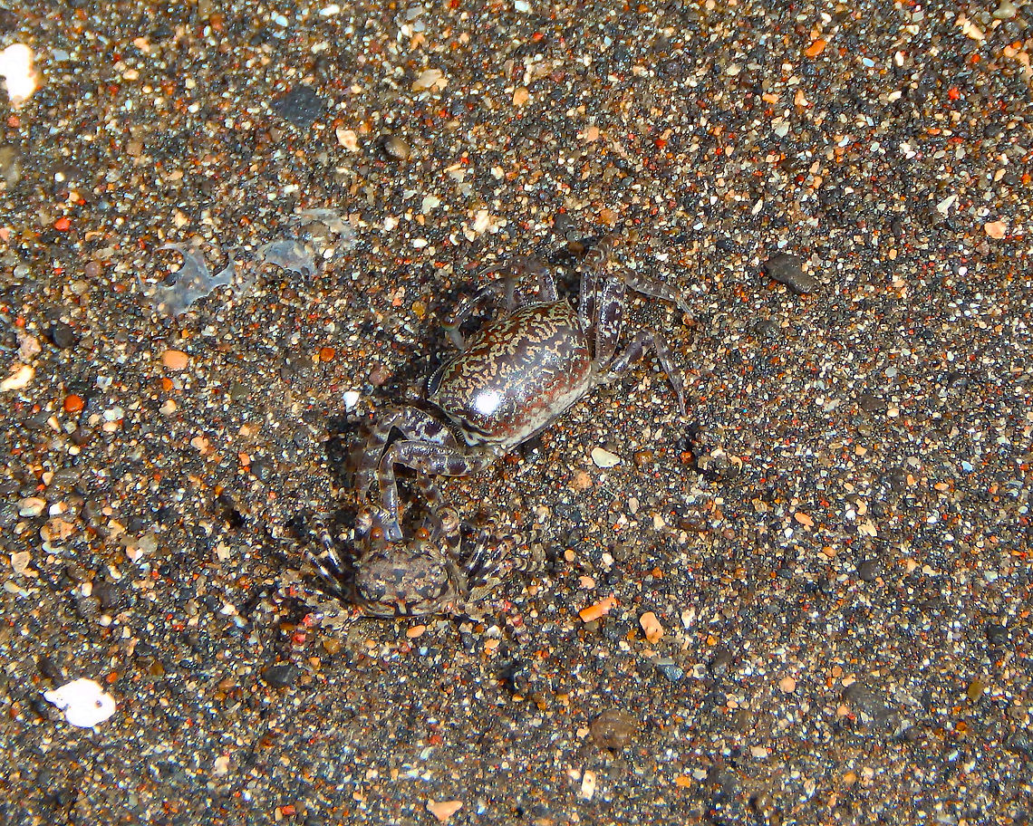 Kuhl's Ghost Crab - Ocypode kuhlii Two in the image. Seen in Lembeh Island. Geotagged,Indonesia,Kuhl's Ghost Crab,Ocypode kuhlii,Spring