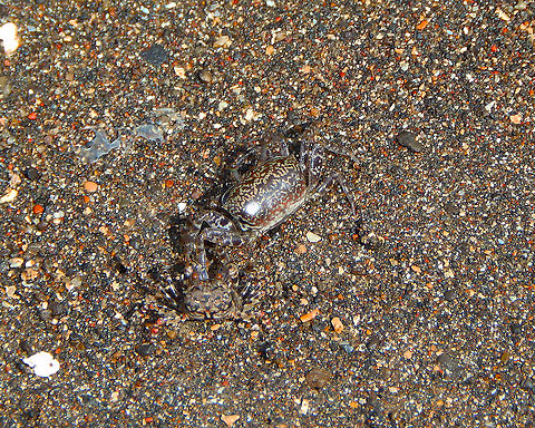 Kuhl's Ghost Crab - Ocypode kuhlii Two in the image. Seen in Lembeh Island. Geotagged,Indonesia,Kuhl's Ghost Crab,Ocypode kuhlii,Spring
