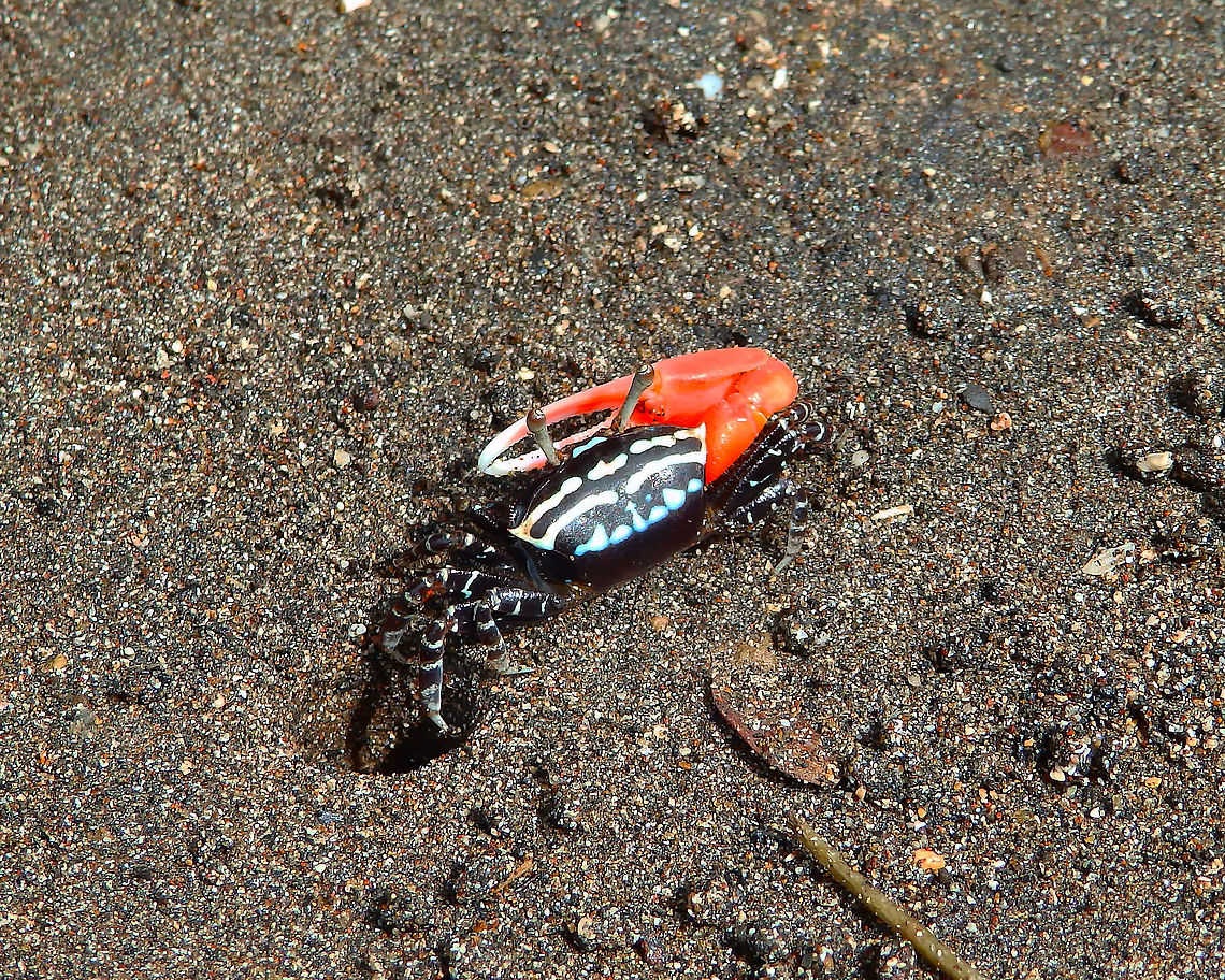 Fiddler Crab Uca annulipes male Lembeh Island. Geotagged,Indonesia,Spring,Uca annulipes