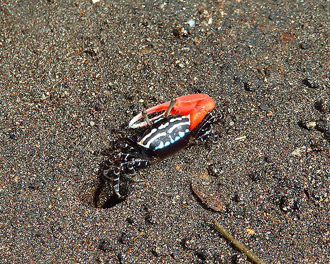 Fiddler Crab Uca annulipes male Lembeh Island. Geotagged,Indonesia,Spring,Uca annulipes