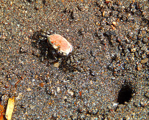 Fiddler Crab Uca annulipes female Lembeh Island. Geotagged,Indonesia,Spring,Uca annulipes