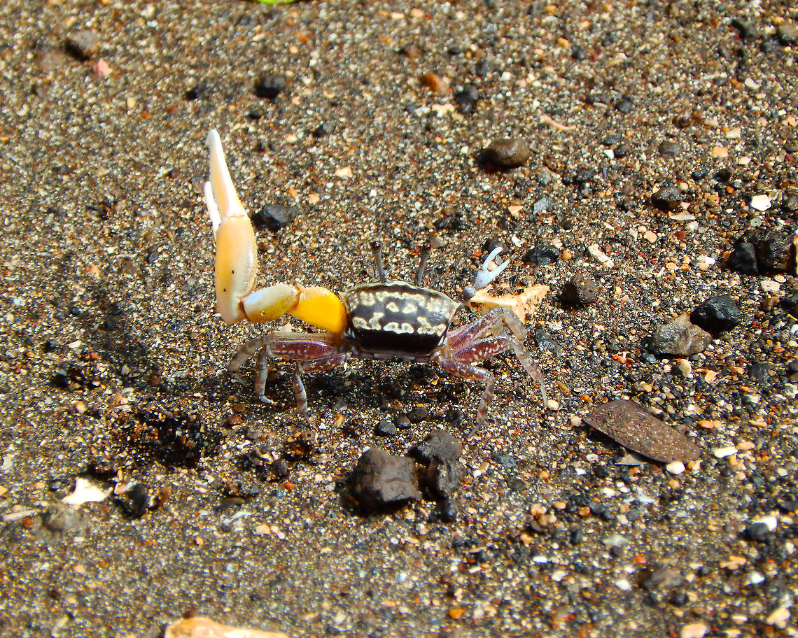 Fiddler Crab Uca annulipes male To be honest, I am not sure that these fiddler crabs I have seen in Lembeh Island are all U. annulipes but they are Uca genus. The reason is because within the species they vary their coloration and their claw can be located in the left or the right arm. Moreover, when they loose the claw they will develop a new one on the opposite arm. I have seen crabs with a yellow claw and others with a red claw. I tried to find out if the yellow is a second claw grown after loosing the first claw, presumably red? but I could not find a color explanation. The females do not have this massive claw and are otherwise also of variable colors but without the design/pattern the males have on the carapace.<br />
More on this here:<br />
<a href="https://en.wikipedia.org/wiki/Fiddler_crab" rel="nofollow">https://en.wikipedia.org/wiki/Fiddler_crab</a><br />
And here a video:<br />
<section class="video"><iframe width="448" height="282" src="https://www.youtube-nocookie.com/embed/MwO6d5y8u-A?hd=1&autoplay=0&rel=0" frameborder="0" allowfullscreen></iframe></section> Geotagged,Indonesia,Spring,Uca annulipes