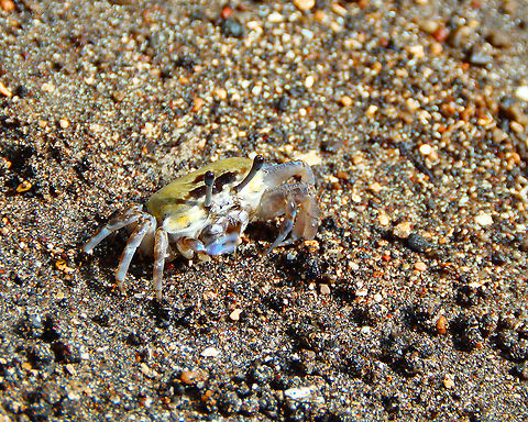 Fiddler Crab (Uca annulipes) female This is an image of another female close up. See how she is also moving her tiny blue claw. I think there is a lot of communication going on between them with these claw movements. Geotagged,Indonesia,Spring,Uca annulipes