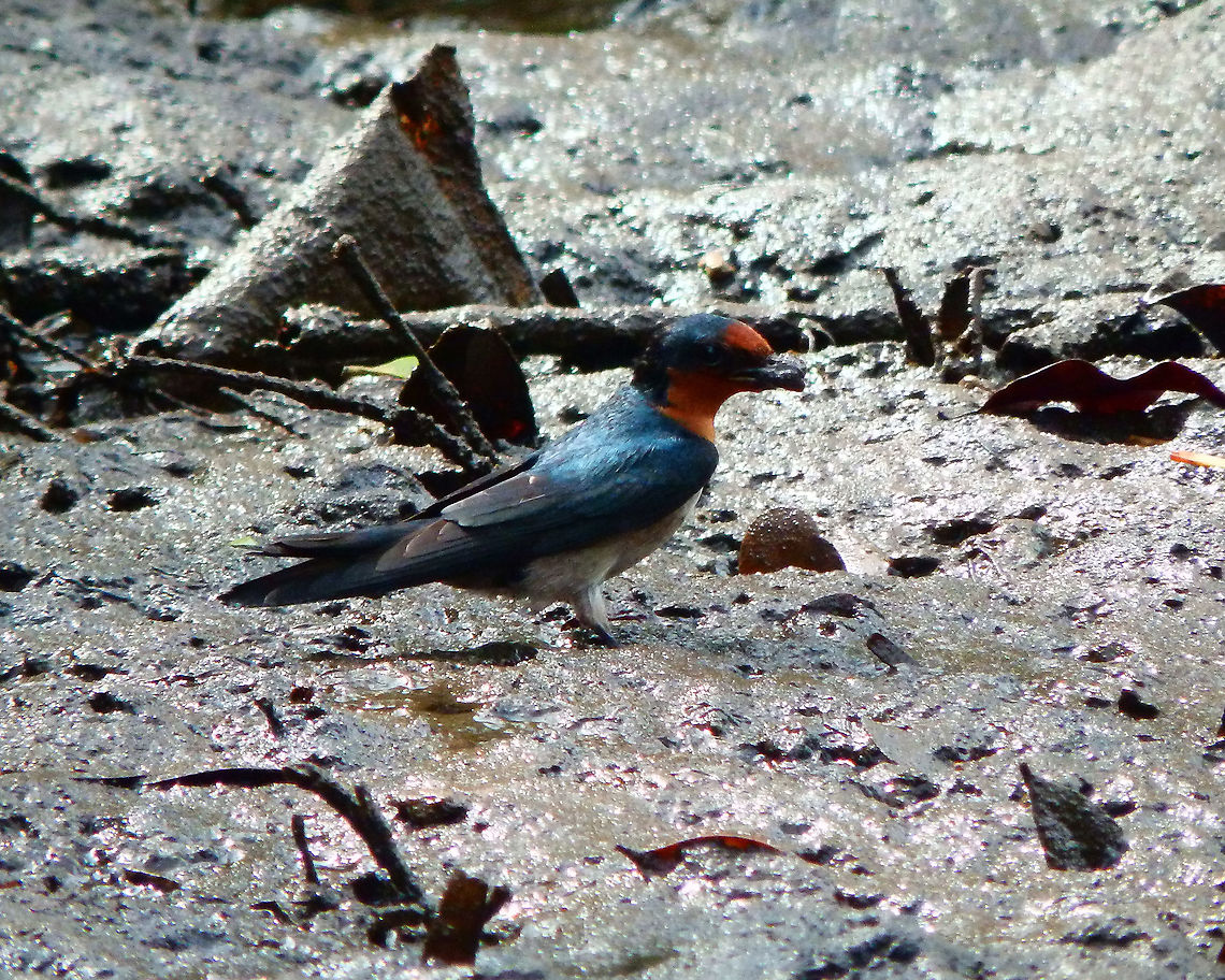 Pacific Swallow - Hirundo tahitica Picking up mud for nesting in the mangrove shoreline, Lembeh island. Geotagged,Hirundo tahitica,Indonesia,Pacific swallow,Spring