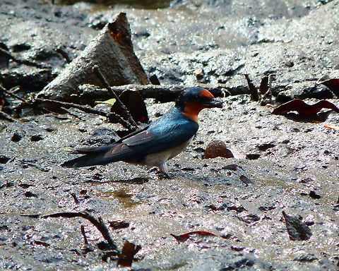 Pacific Swallow - Hirundo tahitica Picking up mud for nesting in the mangrove shoreline, Lembeh island. Geotagged,Hirundo tahitica,Indonesia,Pacific swallow,Spring