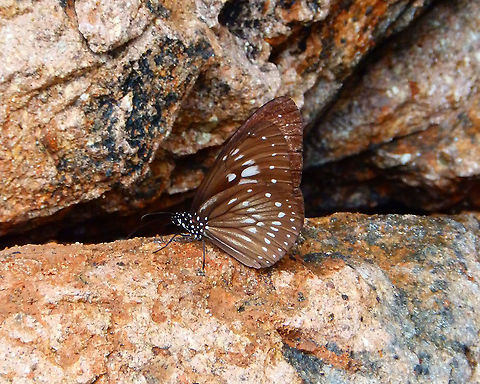 Euploea algea kirbyi Observed in an area of beach and rocky shoreline in Lembeh Island. Euploea algea,Long branded blue crow