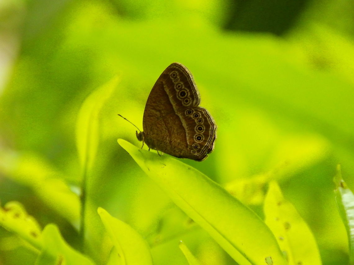 Bushbrown butterfly - Mycalesis horsfieldii Lembeh Island. Bushbrown butterfly,Geotagged,Indonesia,Mycalesis horsfieldii,Spring