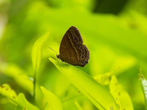 Bushbrown butterfly - Mycalesis horsfieldii Lembeh Island. Bushbrown butterfly,Geotagged,Indonesia,Mycalesis horsfieldii,Spring