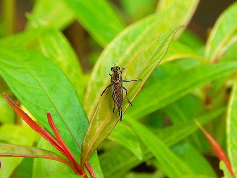 Robber Fly - Laphria sp Seen in Lembeh Island. Geotagged,Indonesia,Laphria,Spring,Sulawesi,robber Fly