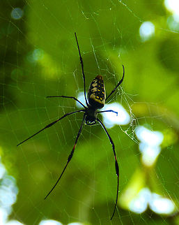Orb Weaver Spider - Nephila sp. Seen in Lembeh Island. Geotagged,Indonesia,Orb Weaver Spider,Spider,Spring,Sulawesi