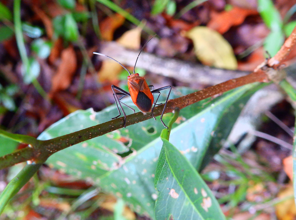 Soapberry Bug - Leptocoris sp. Seen in Lembeh island. There seems to be more than one Leptocoris species in the area of Sulawesi and they are much alike so I leave it at genus level for now. More info in:<br />
<a href="http://www.soapberrybug.org/01_cms/details.asp?ID=2" rel="nofollow">http://www.soapberrybug.org/01_cms/details.asp?ID=2</a><br />
In general doapberry bugs owe their name to the fact that they feed on plants in the soapberry family (Sapindaceae). Geotagged,Indonesia,Leptocoris,Spring,Sulawesi,soapberry bug