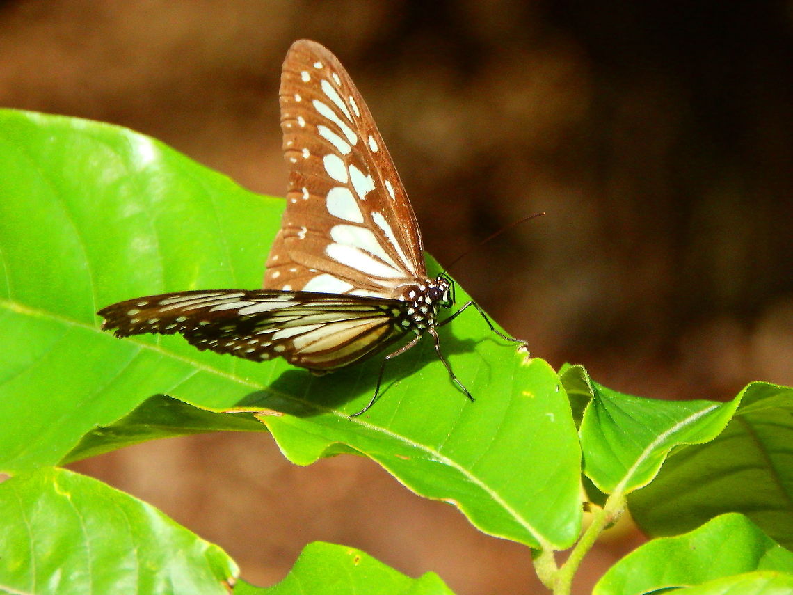 Wood Nymph adult butterfly - Ideopsis juventa tontoliensis Seen in Lembeh. Geotagged,Ideopsis juventa,Indonesia,Spring,Wood nymph