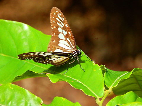 Wood Nymph adult butterfly - Ideopsis juventa tontoliensis Seen in Lembeh. Geotagged,Ideopsis juventa,Indonesia,Spring,Wood nymph