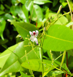 Flower in Lembeh I have little hopes to find species IDs for the plants I have seen in lembeh and Sulawesi. All I can say is that it seems it could be a leguminous plant.. Geotagged,Indonesia,Lembeh,Spring,Sulawesi