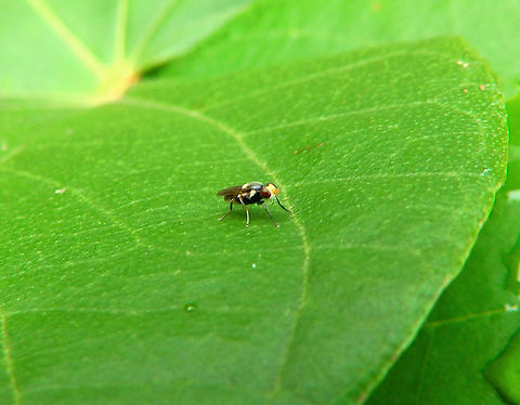 Thick-headed fly -Conopidae Tiny fly seen in a beach in lembeh island. It reminds me of flies of the Sicus ferrugineus species I have seen in Belgium, reason why I think it could belong to the Conopidae family. Conopidae,Fly,Geotagged,Indonesia,Spring,Sulawesi,lembeh
