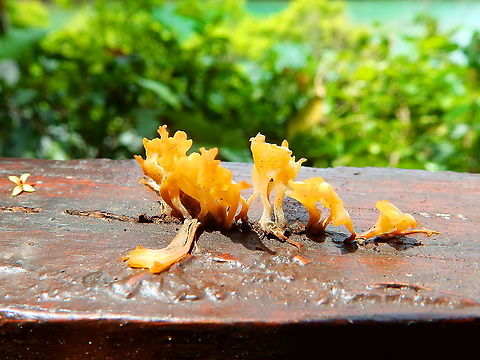 Fan-Shaped Jelly Fungus - Dacryopinax spathularia Growing in the bark of our terrace in Lembeh. Any suggestions for the ID are very welcome :-) Dacryopinax spathularia,Fan-Shaped Jelly Fungus,Fungus,Geotagged,Indonesia,Lembeh,Spring,Sulawesi