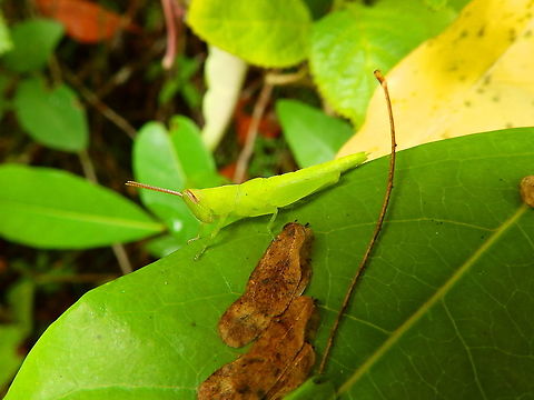 Valanga nigricornis nymph Seen in the island of Lembeh. Species tentative but looks very similar to the nymph photo in this link:
https://wikivisually.com/wiki/Valanga_nigricornis Geotagged,Indonesia,Javanese grasshopper,Spring,Valanga nigricornis