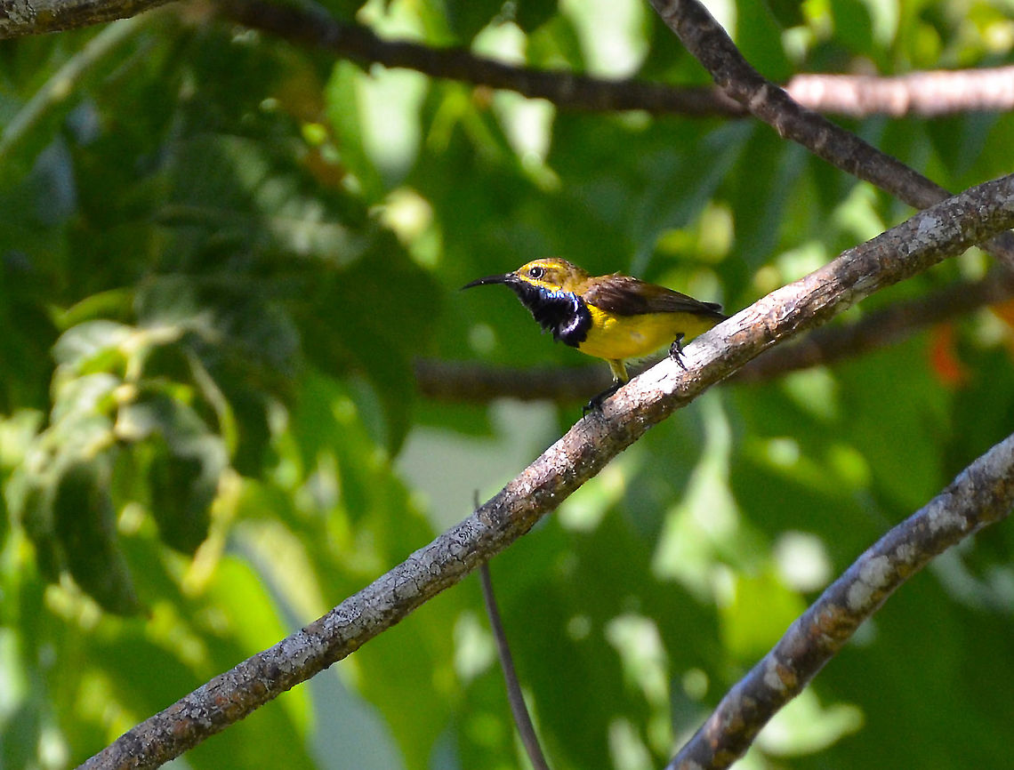Olive-backed sunbird - Cinnyris jugularis My husband's spotting, in Lembeh island. Cinnyris jugularis,Geotagged,Indonesia,Olive-backed Sunbird,Spring