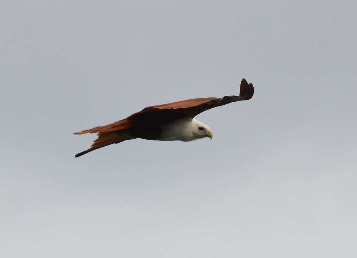 Brahminy kite - Haliastur indus My husband's shot, in Lembeh island. Brahminy kite,Geotagged,Haliastur indus,Indonesia,Spring