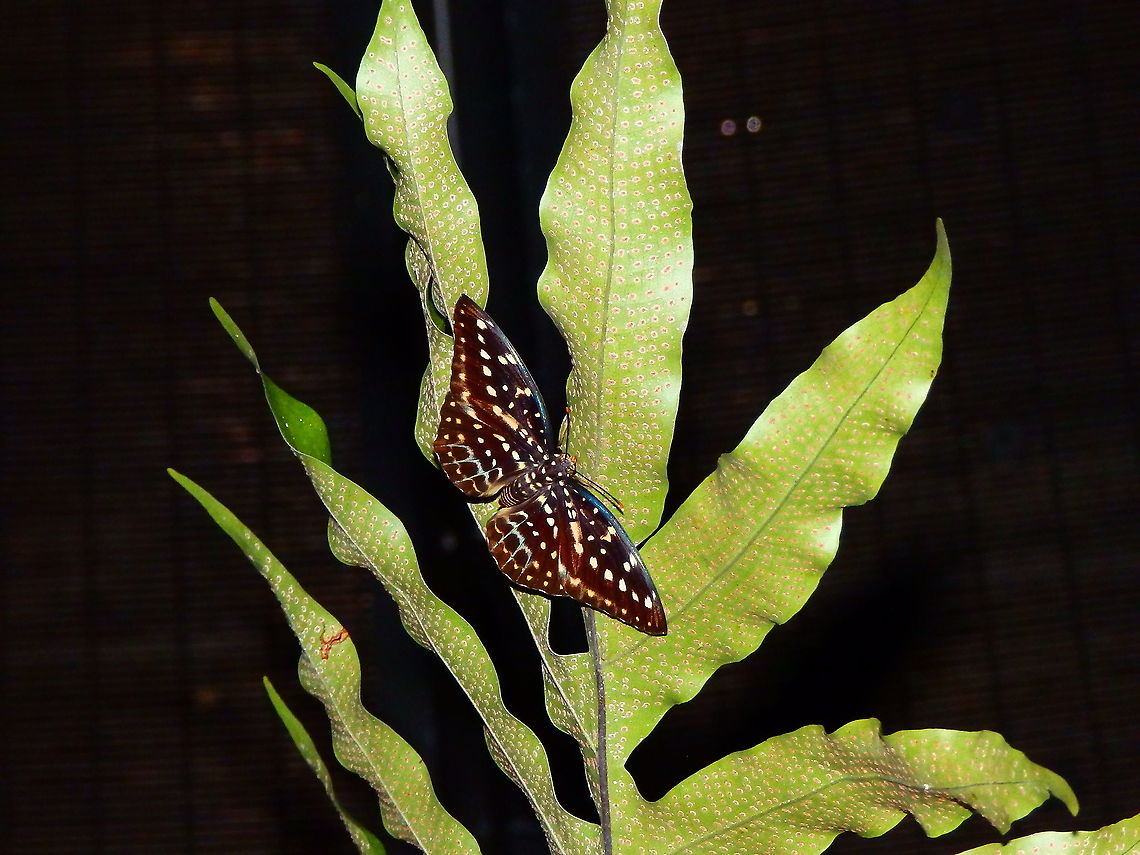 Archduke - Lexas dirtea Female Part of a gorgeous butterfly exhibit in Singapore&#039;s airport. Geotagged,Lexas dirtea,Lexias dirtea,Singapore,Spring