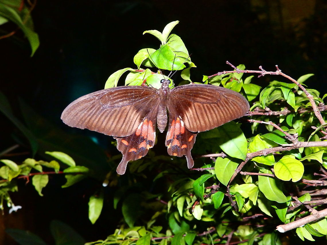Common Rose - Pachliopta aristolochiae Another Singapore's airport beauty. Common Rose,Geotagged,Pachliopta aristolochiae,Singapore,Spring