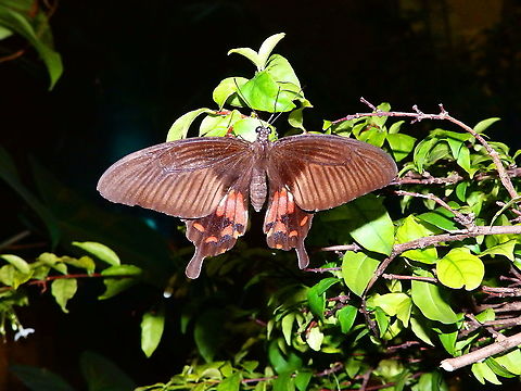 Common Rose - Pachliopta aristolochiae Another Singapore's airport beauty. Common Rose,Geotagged,Pachliopta aristolochiae,Singapore,Spring