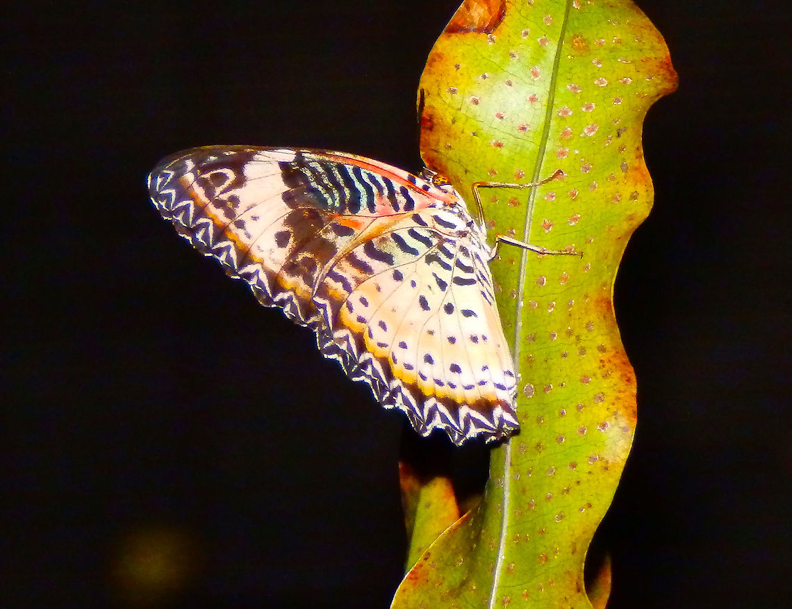 Leopard Lacewing - Cethosia cyane Singapore&#039;s airport exhibit. Cethosia cyane,Geotagged,Leopard Lacewing,Singapore,Spring