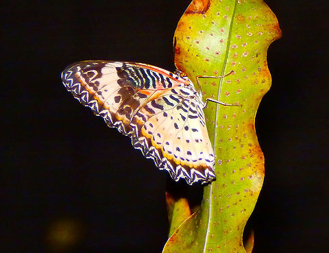 Leopard Lacewing - Cethosia cyane Singapore's airport exhibit. Cethosia cyane,Geotagged,Leopard Lacewing,Singapore,Spring