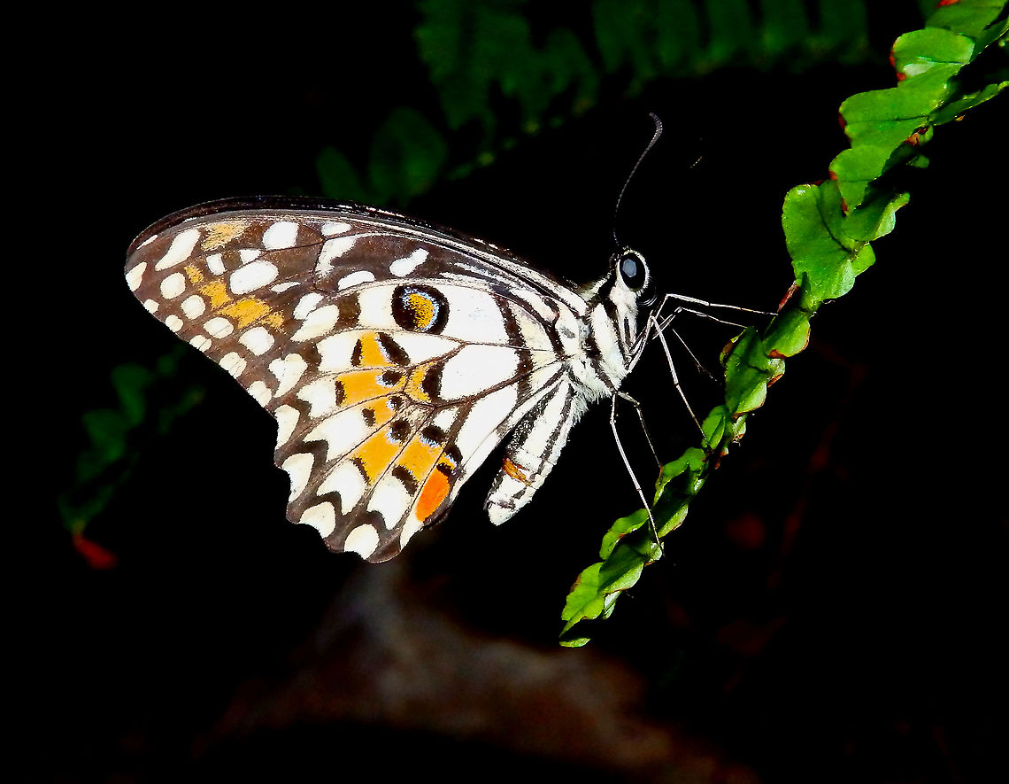 Lemon Butterfly - Papilio demoleus My favorite from this time in Singapore&#039;s butterfly exhibit. Common Lime Butterfly,Geotagged,Papilio demoleus,Singapore,Spring