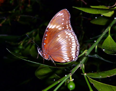 Great Eggfly - Hypolimnas bolina These butterflies have a tendency to hang upside down so I have rotated the picture180 degrees for a better view. Geotagged,Great eggflys,Hypolimnas bolina,Singapore,Spring