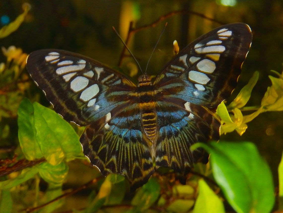 Clipper - Parthenos sylvia Another butterfly at the Singapore&#039;s airport exhibit. I have seen these in Borneo as well. Clipper,Geotagged,Parthenos sylvia,Singapore,Spring