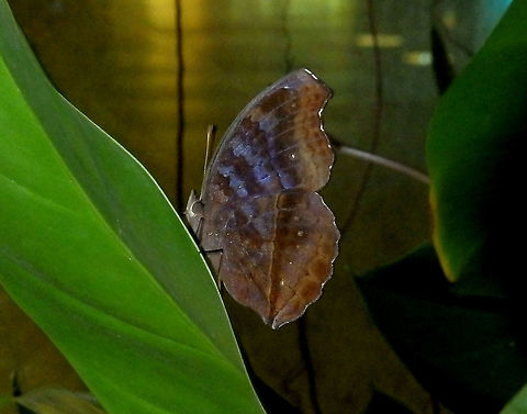 Autum Leaf - Doleschalia bisaltide A bit in the darkness but it shows a nice wings closed view. Again, photo has been rotated as the butterfly was hanging upside down. Autumn leaf,Doleschallia bisaltide,Geotagged,Singapore,Spring
