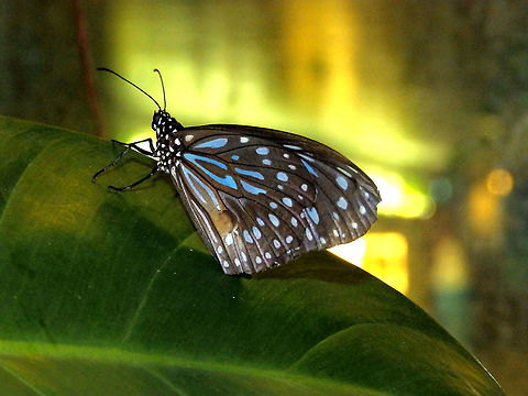 Blue Glassy Tiger - Ideopsis juventa It is interesting that I had just seen this butterfly in adult and caterpillar state in the island of Lembeh and then I've found another one in Singapore's airport exhibit. Well, they have chosen common species in Malaysia and Indonesia, so this is not really a coincidence :-) Geotagged,Ideopsis juventa,Singapore,Spring,Wood nymph
