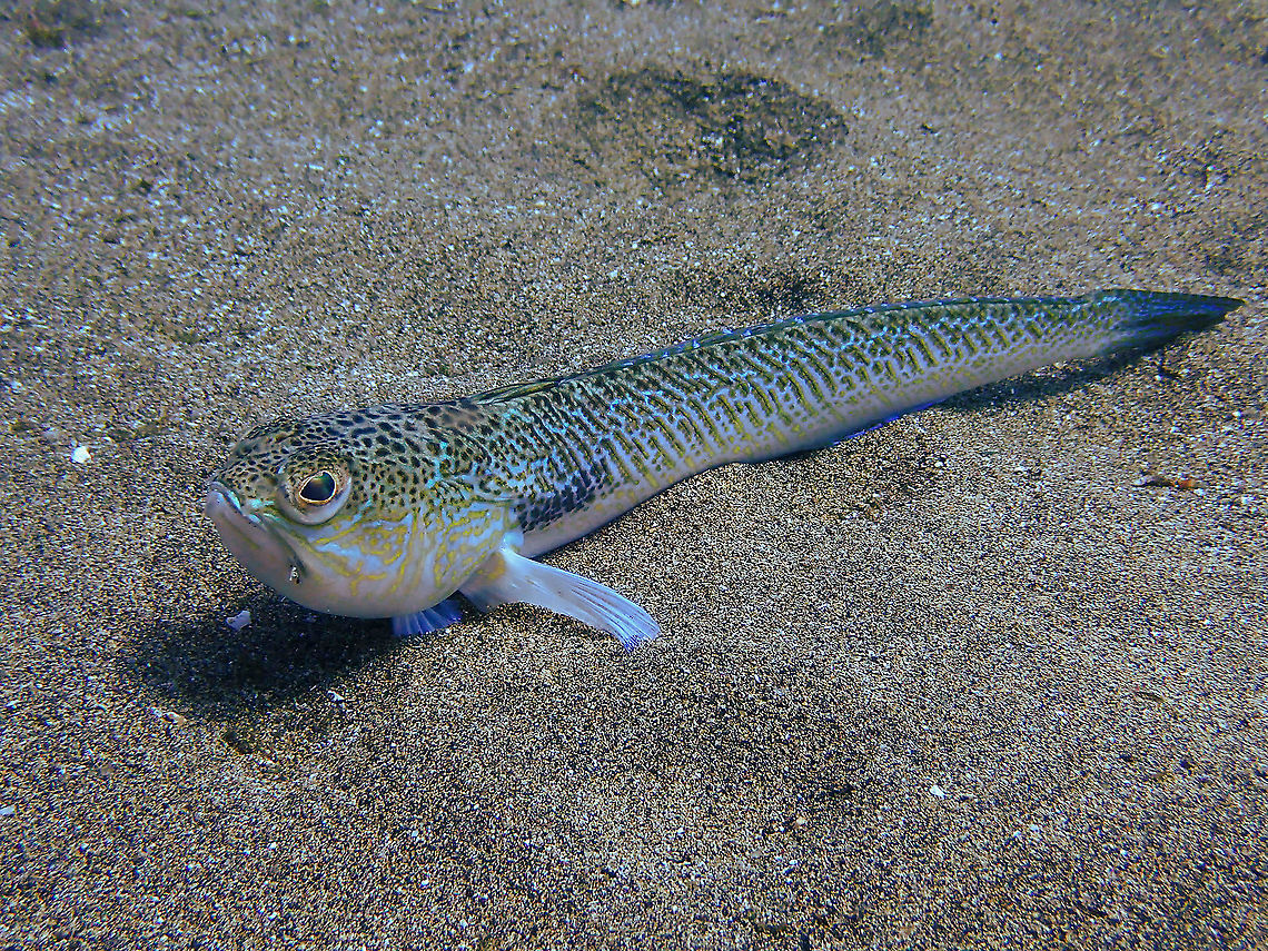 Greater Weever &ndash; Trachinus draco Seemingly inofensive but it has spines on its back fin that are poisonous and cause painful wounds. There was many of them in not very deep waters so it may be wise to enter the beach with water shoes in Playa Chica!<br />
Most often they swim away if they see you, though.<br />
Nice description here: <a href="https://www.diving-canary-islands.com/en/greater-weever-trachinus-draco/" rel="nofollow">https://www.diving-canary-islands.com/en/greater-weever-trachinus-draco/</a> Geotagged,Greater weever,Spain,Spring,Trachinus draco