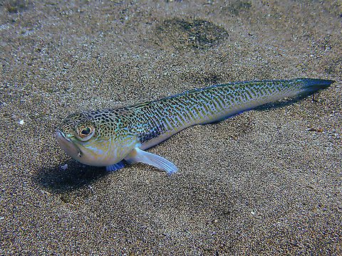 Greater Weever &ndash; Trachinus draco Seemingly inofensive but it has spines on its back fin that are poisonous and cause painful wounds. There was many of them in not very deep waters so it may be wise to enter the beach with water shoes in Playa Chica!
Most often they swim away if they see you, though.
Nice description here: https://www.diving-canary-islands.com/en/greater-weever-trachinus-draco/ Geotagged,Greater weever,Spain,Spring,Trachinus draco